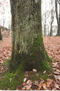 tree bark mossy 0010